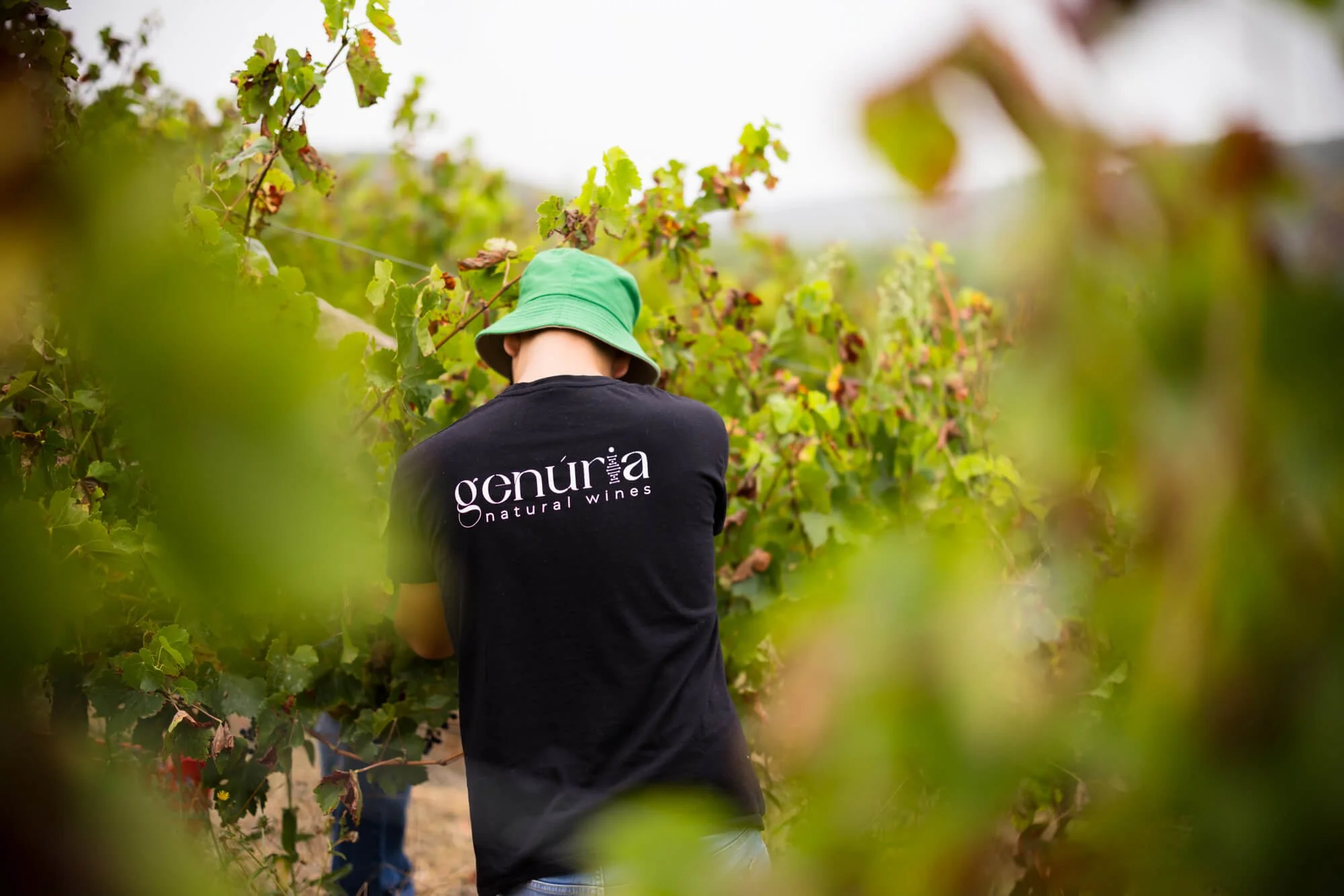 Photographing Natural Winemaking: Genúria Wines, Torres Vedras, Portugal