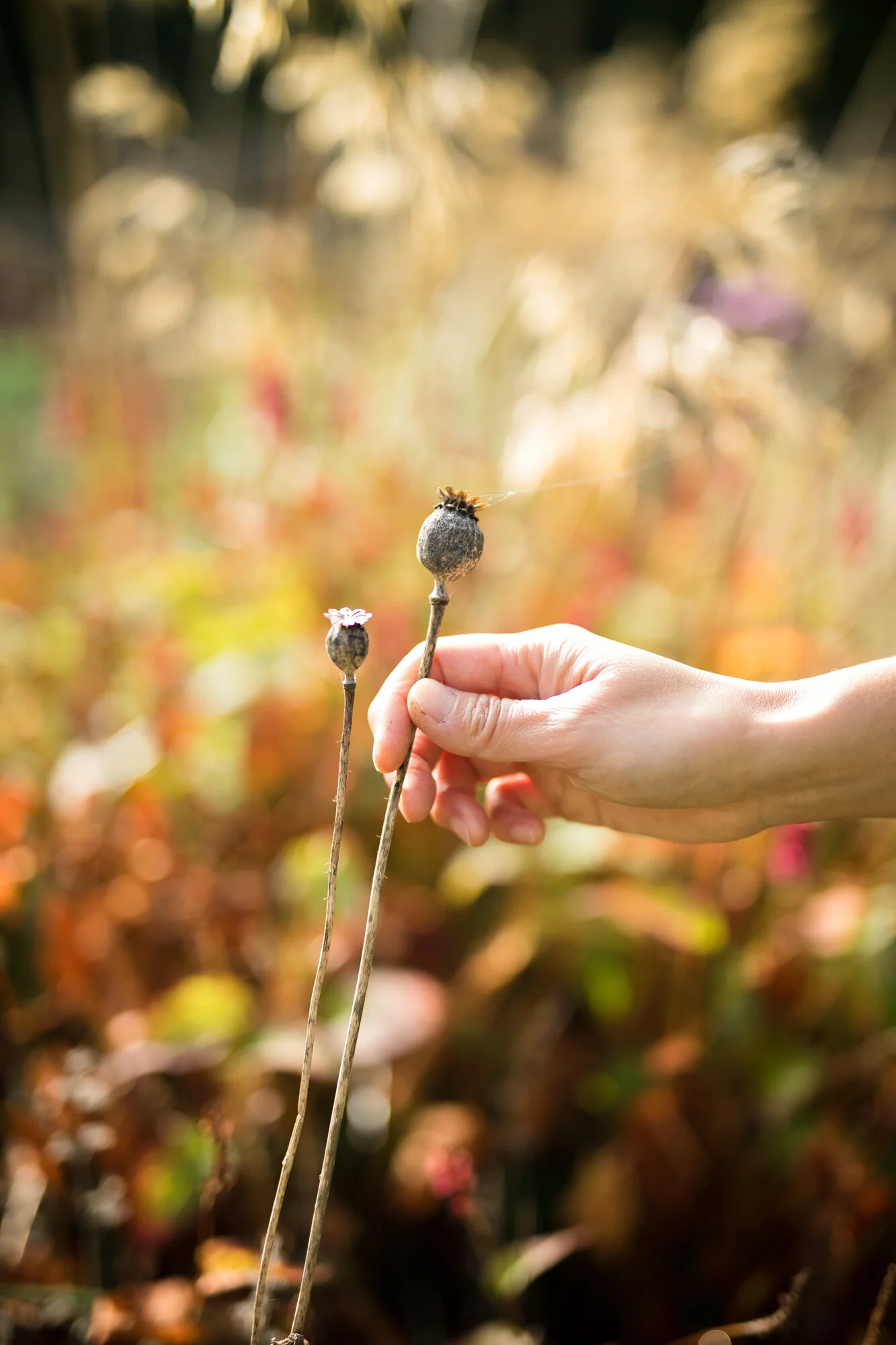 Wood and Meadow - Sui Searle - Photography by Jody Daunton - Jpeg - 150DPI Web Ready)-11.jpg