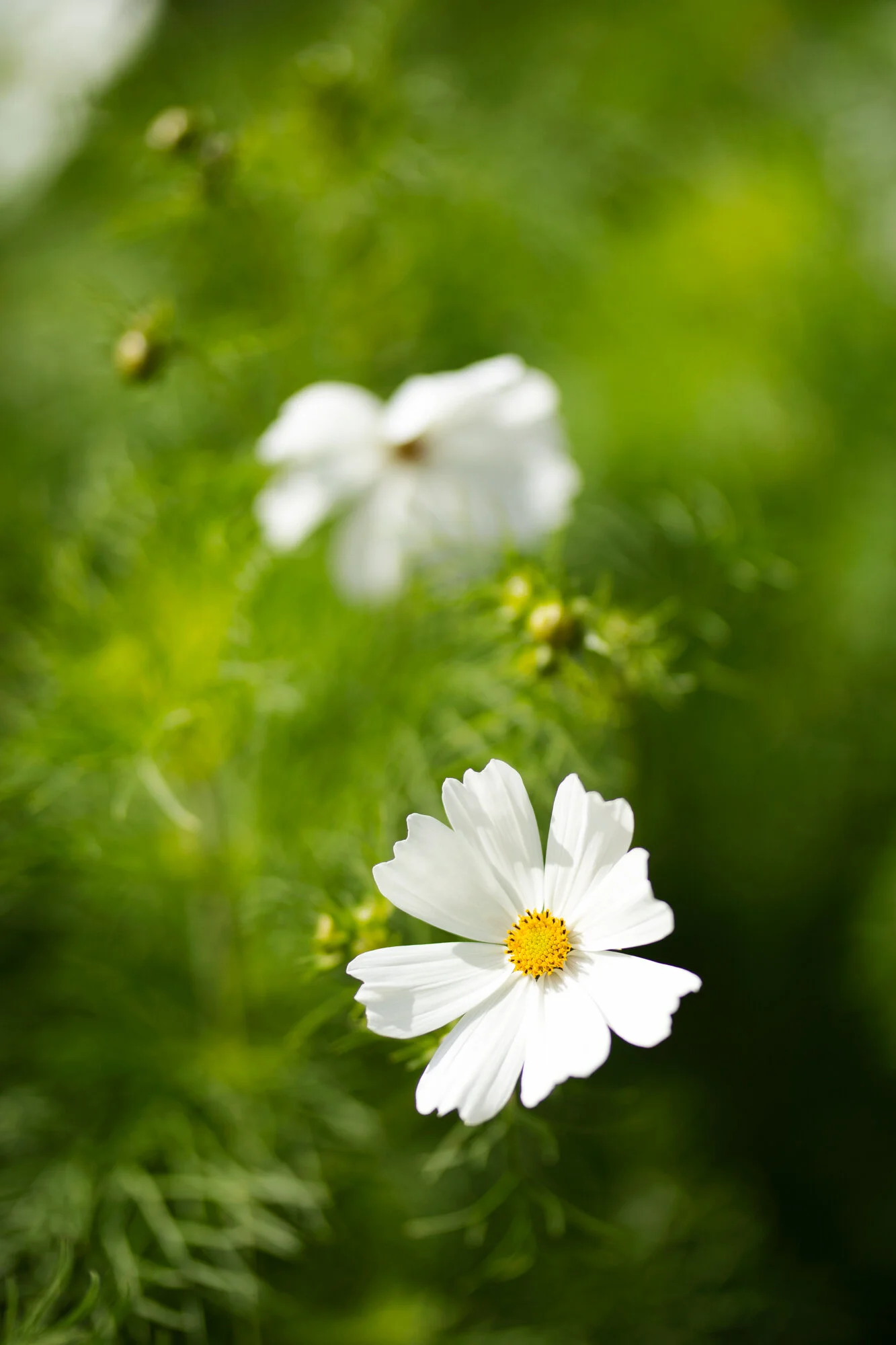 Wood and Meadow - Sui Searle - Photography by Jody Daunton - Jpeg - 150DPI Web Ready)-32.jpg