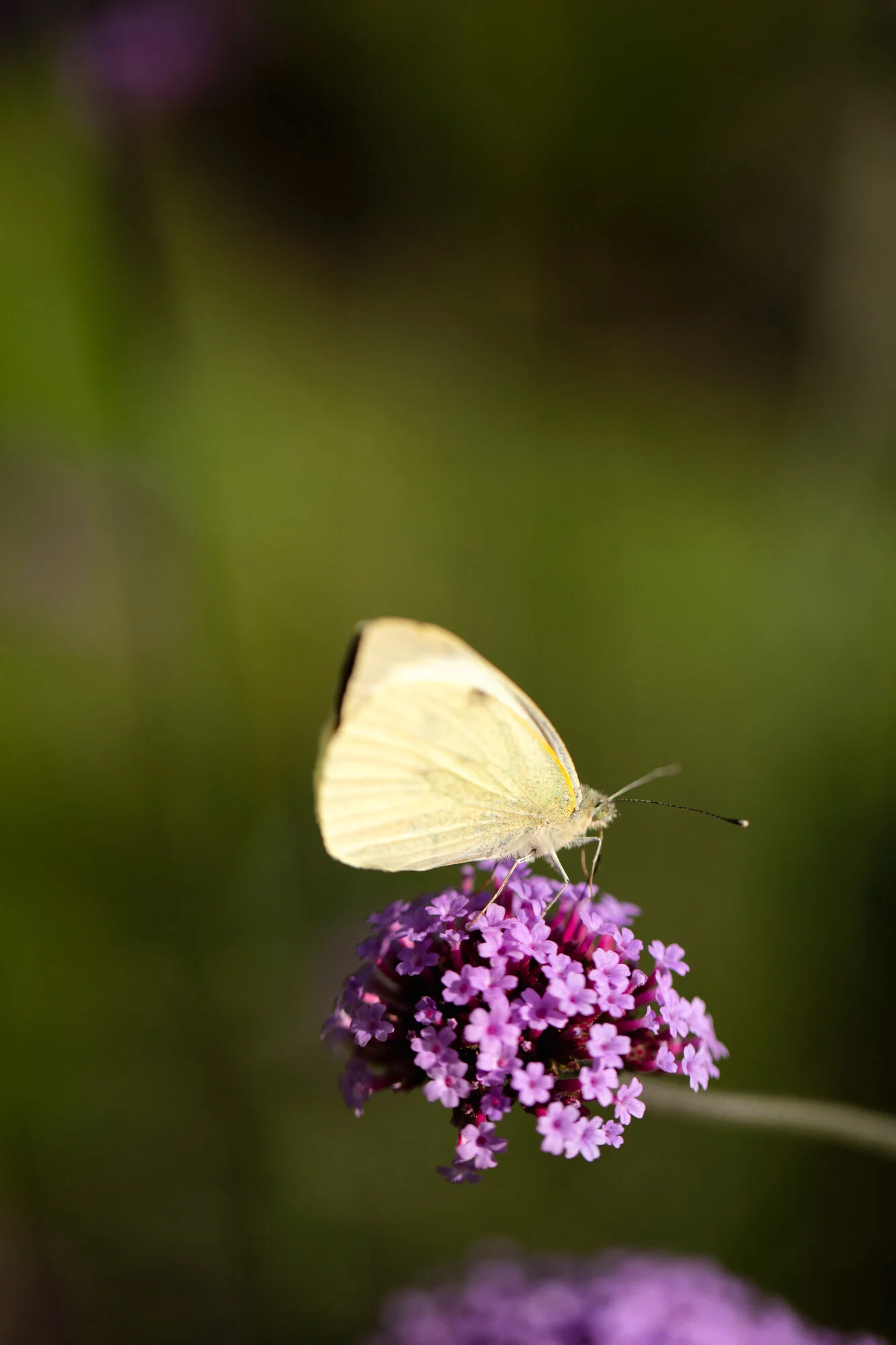 Wood and Meadow - Sui Searle - Final Jpegs (Image Bank - Web Ready)-46.jpg
