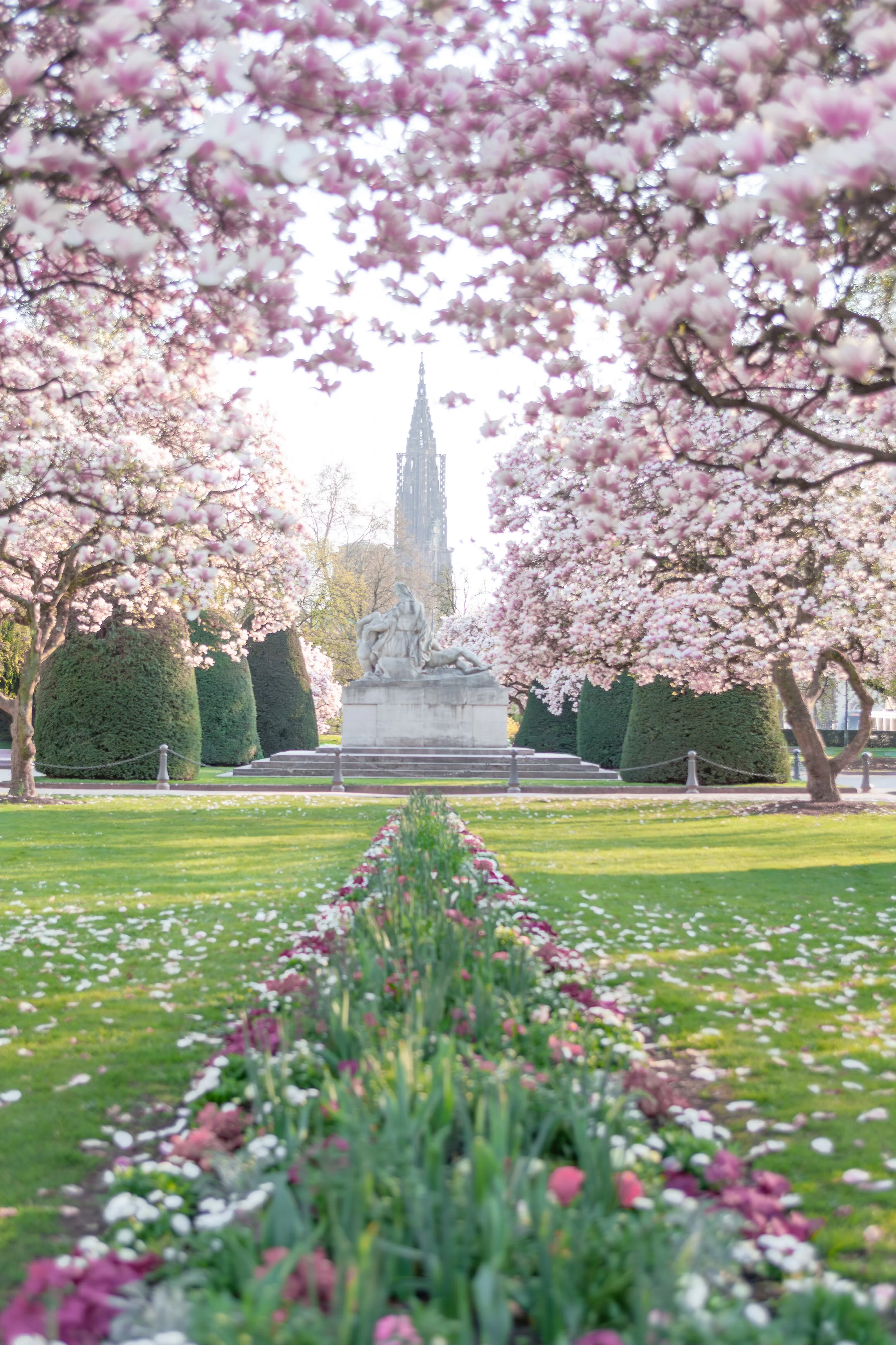 2026-04-magnolias_Place_de_la_Republique_Strasbourg-3.jpg