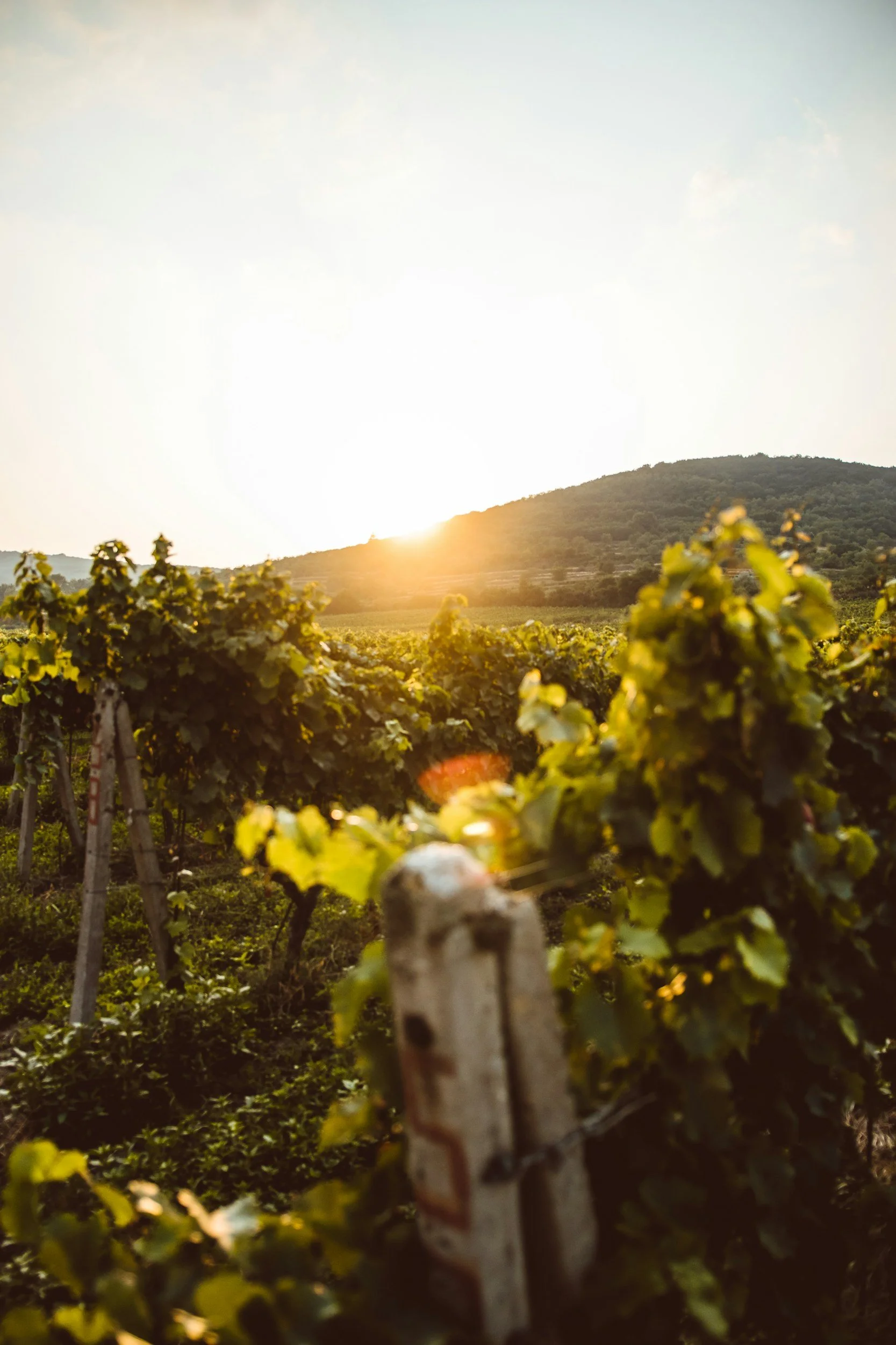 Vignoble sous le soleil couchant, avec des rangées de vignes et une colline en arrière-plan.