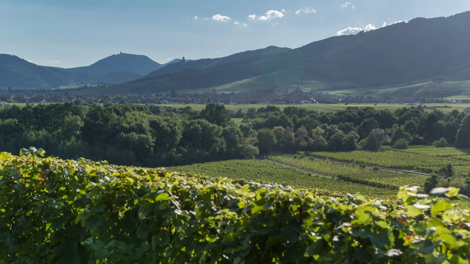 Vignoble avec rangées de vignes verdoyantes, forêt dense, et montagnes en arrière-plan sous un ciel à nuages