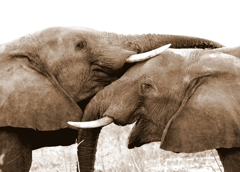 Two young male elephants together in Liwonde National Park, Malawi, with one resting its trunk on the other’s head