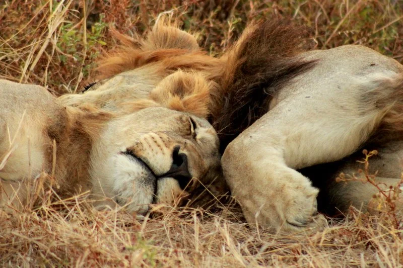 From Lions to Elephants – Malawi’s Quiet Wildlife Renaissance