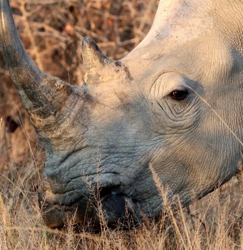 Why Do Rhinos Matter?
