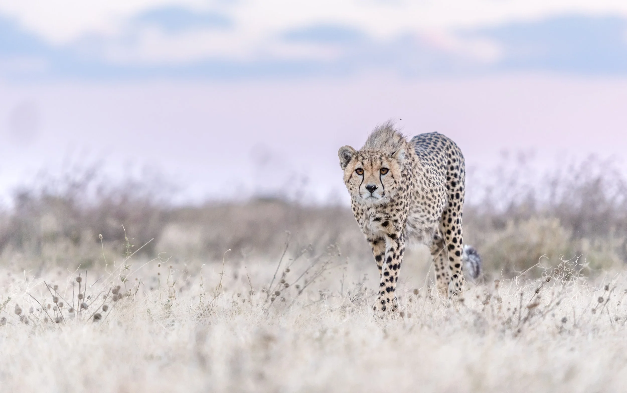 A cheetah walking through dry grass in Liwonde National Park, Malawi.