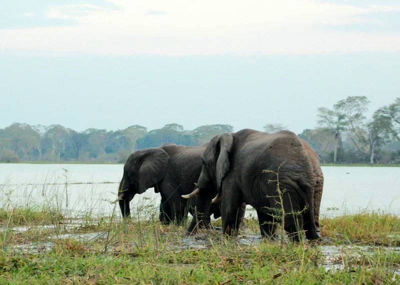 Elephants in the Shire river at Liwonde National Park Nation