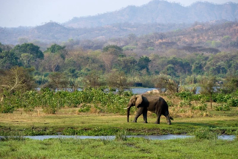 Elephant by the river with scenic mountains in Majete Wildlife Reserve, Malawi safari
