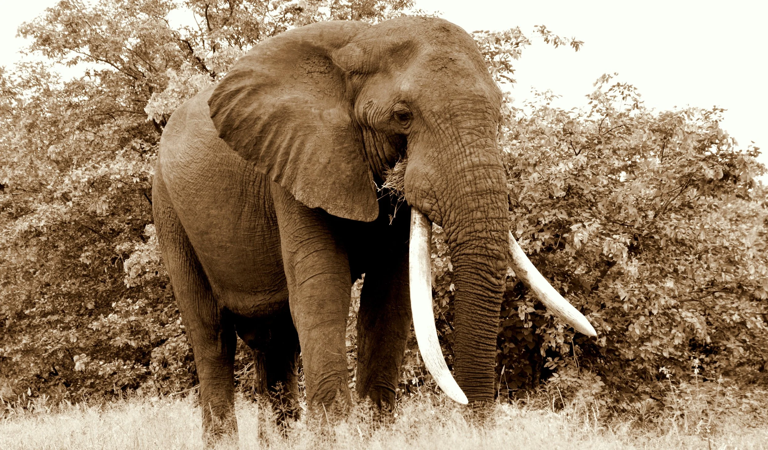 A mature bull elephant, displaying impressive tusks and the distinctive large ears characteristic of Africa’s largest land mammal.