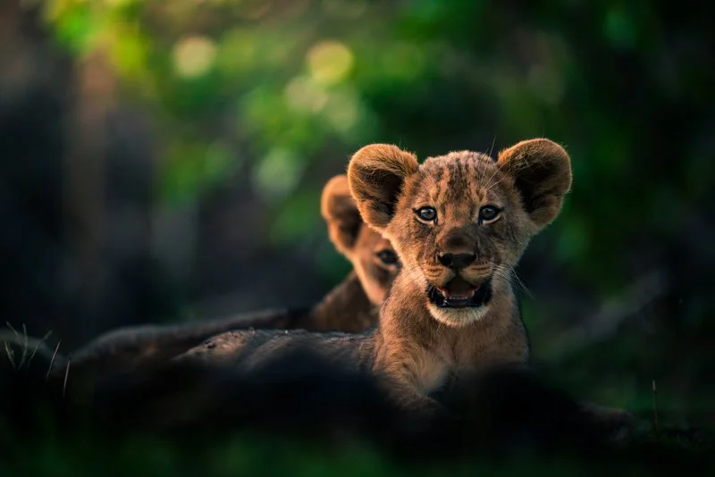 Close-up of a lion cub with wide eyes in Liwonde National Park, Malawi.