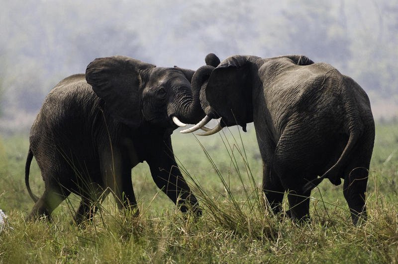 Young African Savanna Elephants (Loxodonta africana) engage in playful sparring on the lush floodplains of Liwonde National Park.