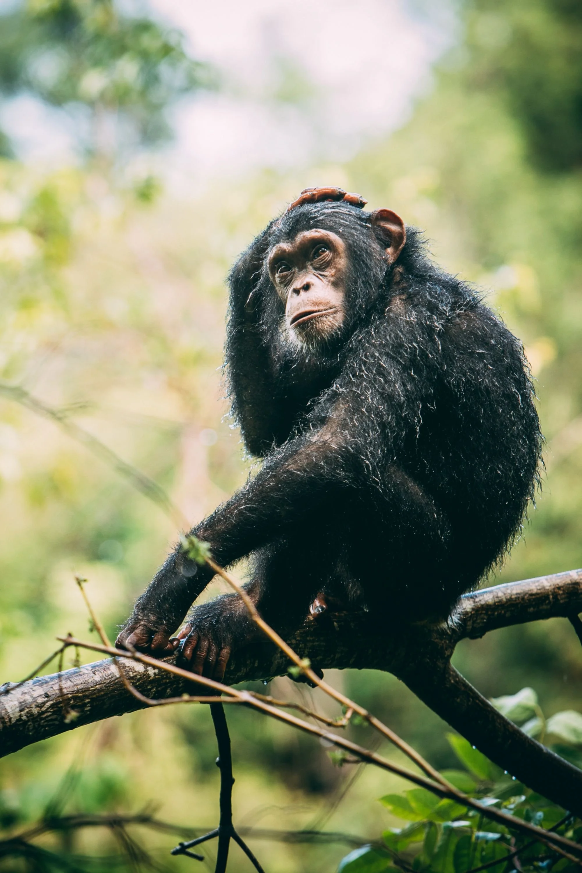 Chimpanzees of the Lake Tanganyika Region