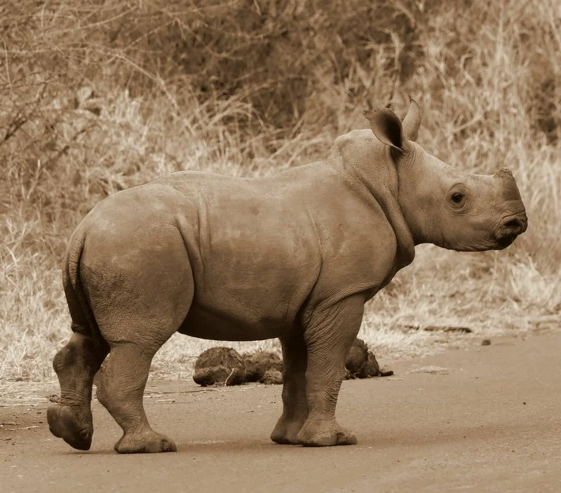 Black and white image of a white rhino looking toward the future, symbolizing hope for the survival of Africa’s rhinos.