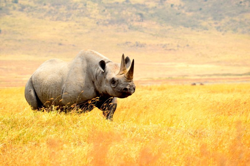 Black rhino in the grasslands of Tanzania’s Ngorongoro Crater — a rare and unforgettable safari encounter.