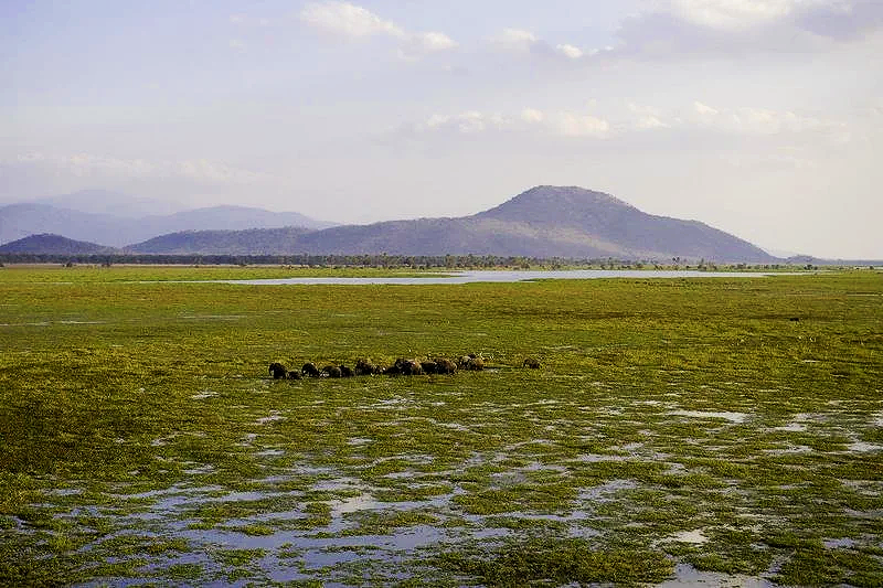 Elephants walking in a line through a marsh, with views of the Malawi wilderness in the background.png
