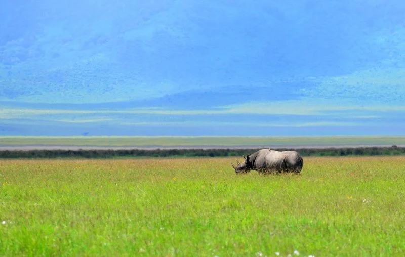 Black rhino in the distance against the beautiful African landscape, highlighting the wild and open scenery of its natural habitat.