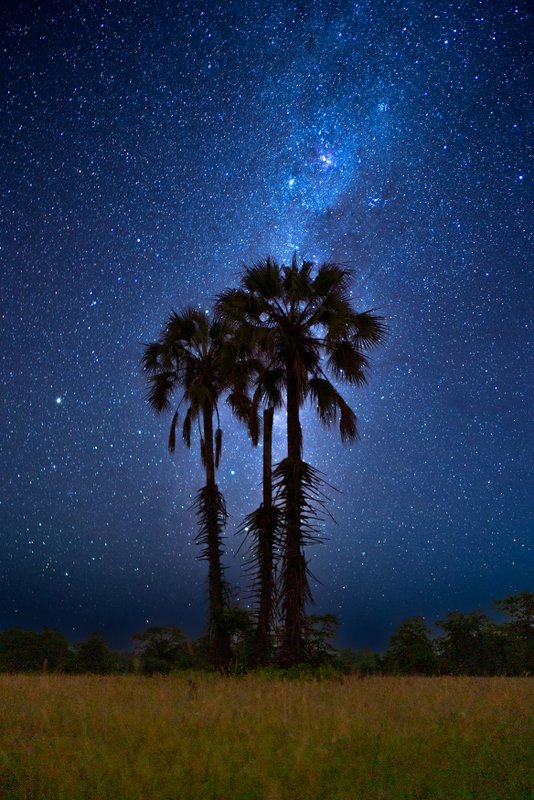 Experience the tranquility of Malawi’s wilderness after dark. Liwonde National Park offers stunning night skies, framed by iconic palms and the peaceful landscapes that make an intimate safari unforgettable.