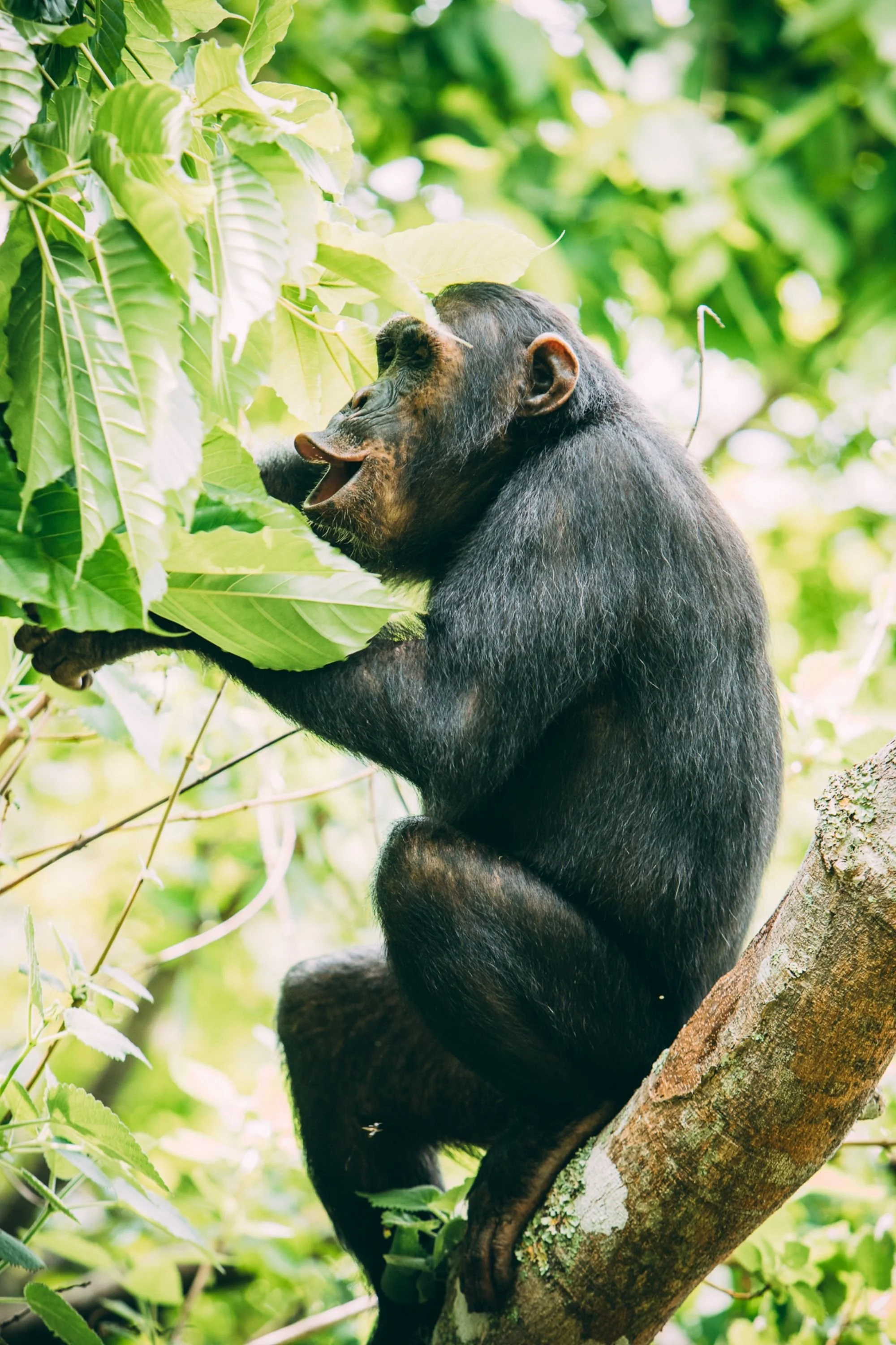 Chimpanzees of the Lake Tanganyika Region