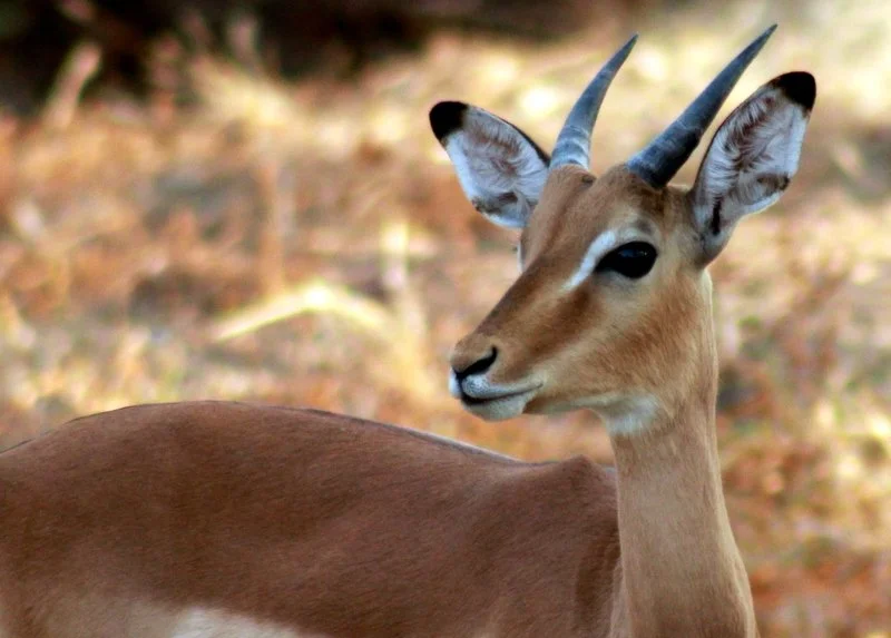 Close-up of a young impala with distinctive facial markings in the African bush.