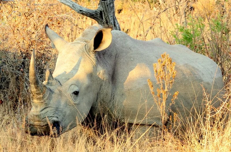 White rhino emerging from thick bush in the African wilderness, a rare and unforgettable safari encounter.