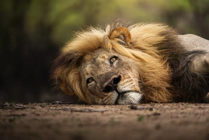 A male lion rests in Liwonde National Park, a symbol of Malawi’s thriving wildlife.