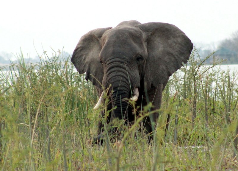 Elephant standing in tall grass near the Shire River - Liwonde National Park.