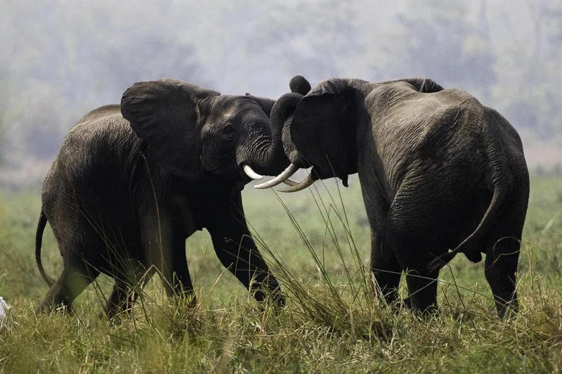 Two young elephants engage in playful sparring on Liwonde National Park’s floodplains.  Option 2 – slightly evocative:
