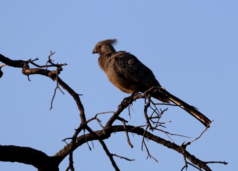 Grey Lourie perched in a tree in the African bush, its distinctive “go-away” call echoing through the wilderness.
