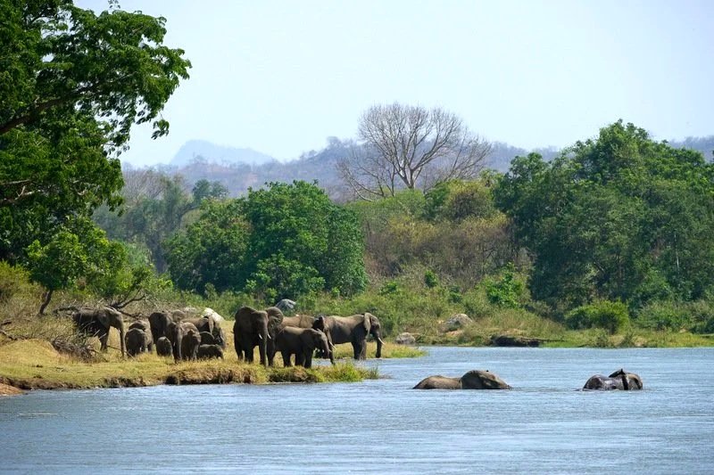 lephants on the banks of the Shire River in Majete Wildlife Reserve, Malawi
