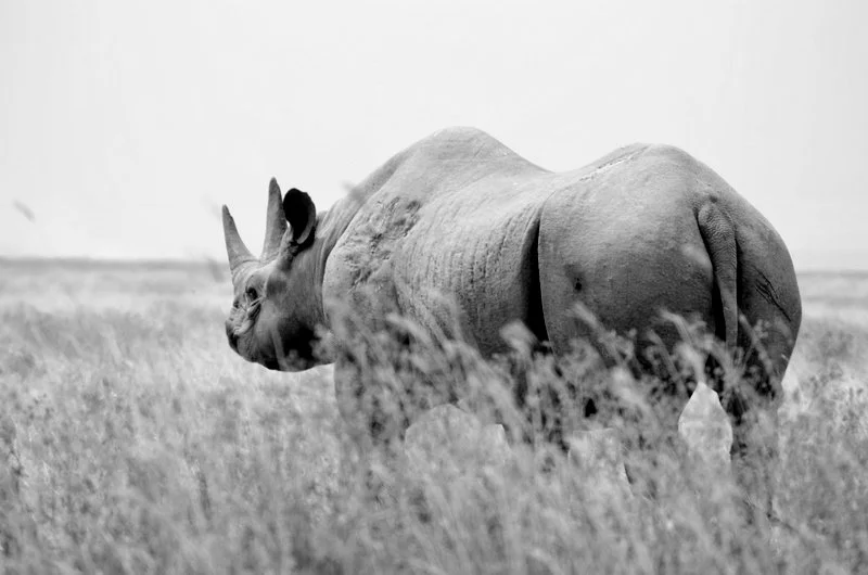 Black and white image of a rhino walking away into the African savannah, capturing the quiet solitude of the wild.
