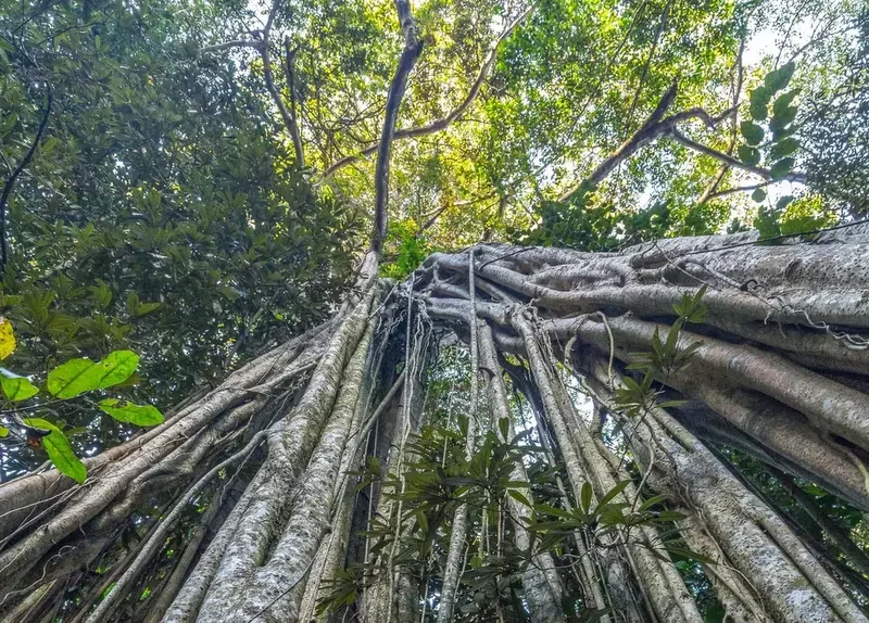 Ancient Fig Tree in the Rainforest