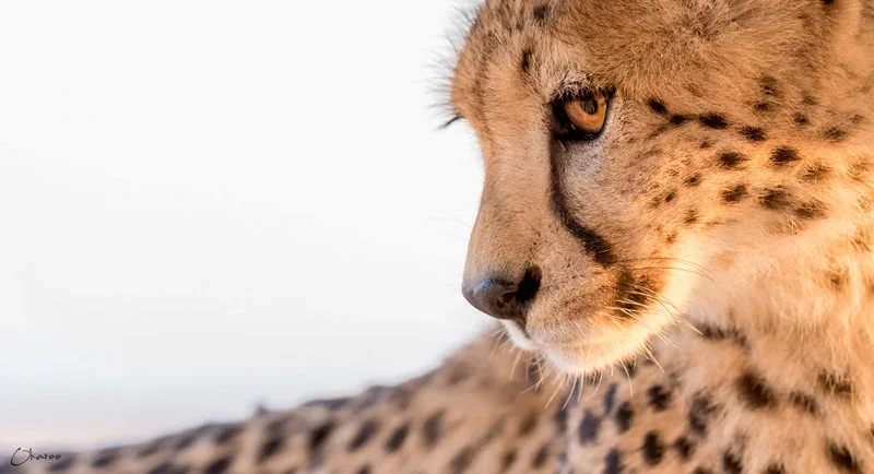 A cheetah close-up in Liwonde National Park, showcasing Malawi’s rich wildlife.