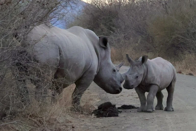 Mother white rhino and her calf in Marakele National Park, South Africa — a special encounter in the African bush.