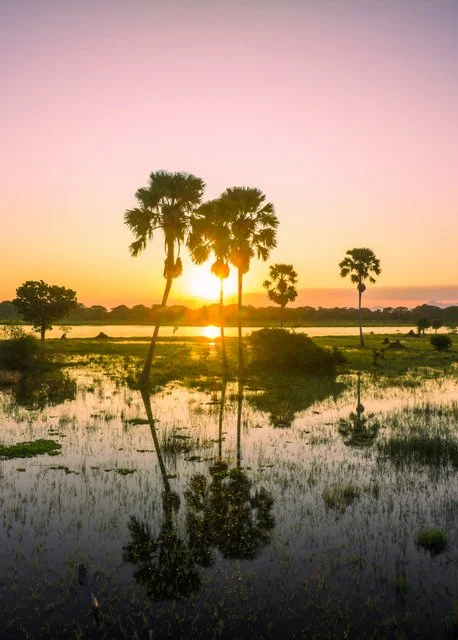 Liwonde National Park offers breathtaking sunsets, where iconic palms frame the horizon and the warm glow enhances the tranquility of Malawi’s wilderness. A perfect moment to appreciate the intimate beauty of an African safari.