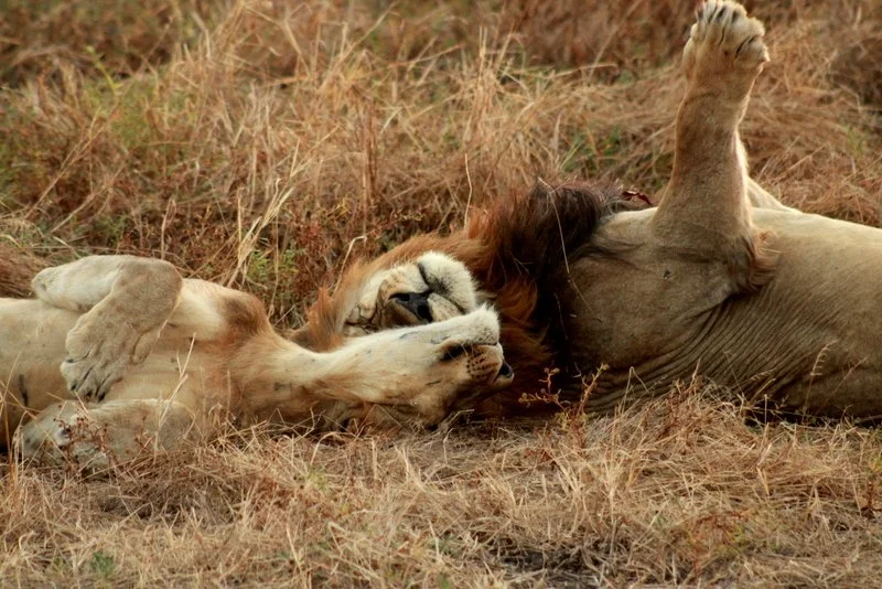 Male and female lion resting together in Liwonde National Park, Malawi
