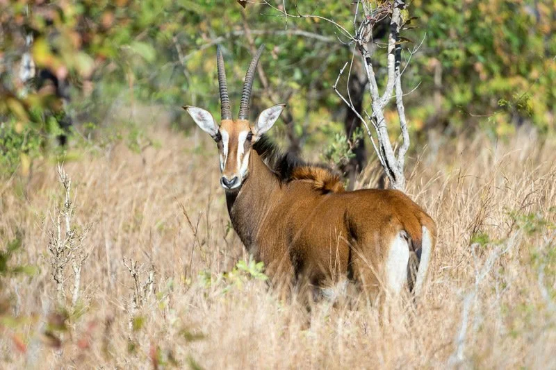 Female sable antelope in Majete Wildlife Reserve, Malawi