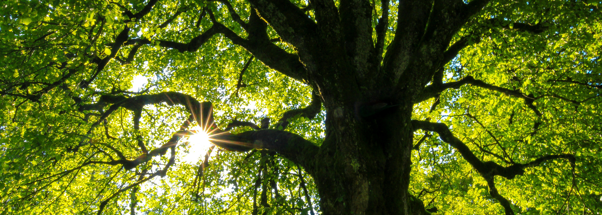 "To Be Like a Tree"