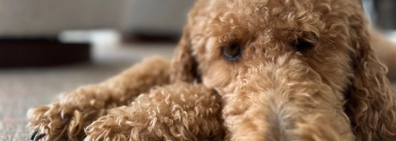 “As the Eyes of a Dog”