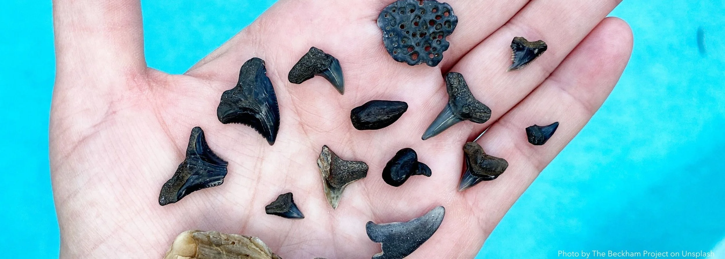 "On Finding Shark Teeth"
