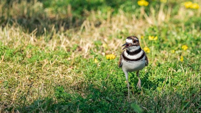 Of Grace and Killdeer