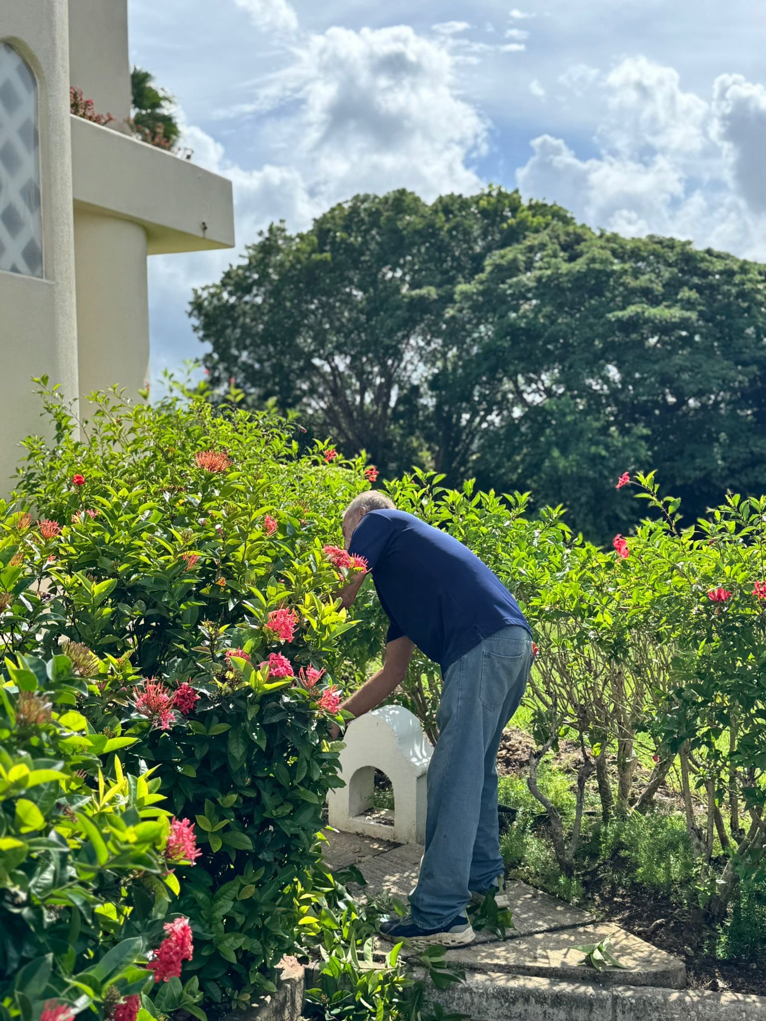A man with gray hair, wearing a navy blue t-shirt, jeans, and sneakers, tending to pink flowering bushes in a garden. The background features a large green tree, a partly cloudy sky, and a white building with a balcony with flowers.