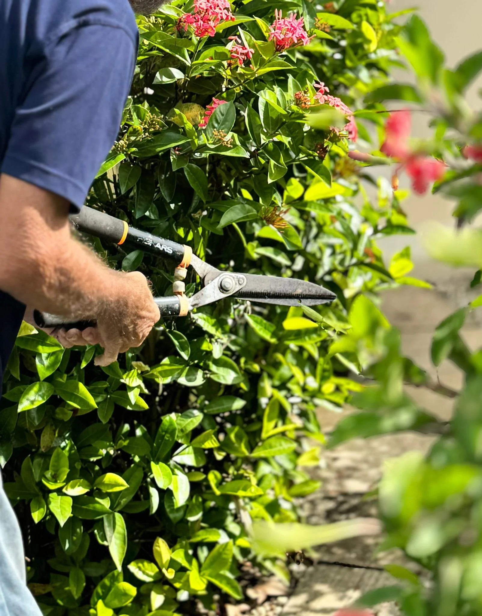 Close-up of a person trimming a green shrub with pink flowers using pruning shears in a garden.