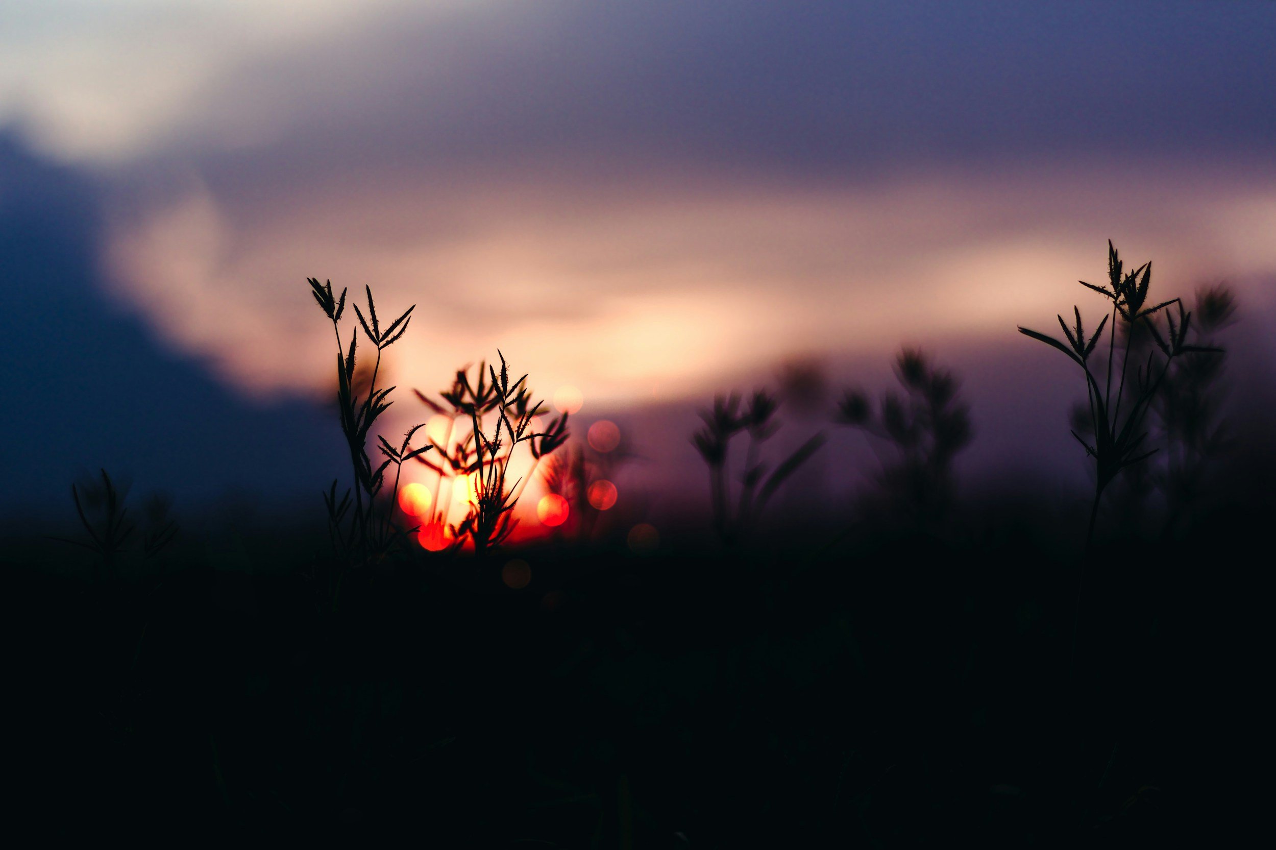 Silhouettes of plants against a vibrant sunset sky with colorful clouds and blurred bokeh lights.
