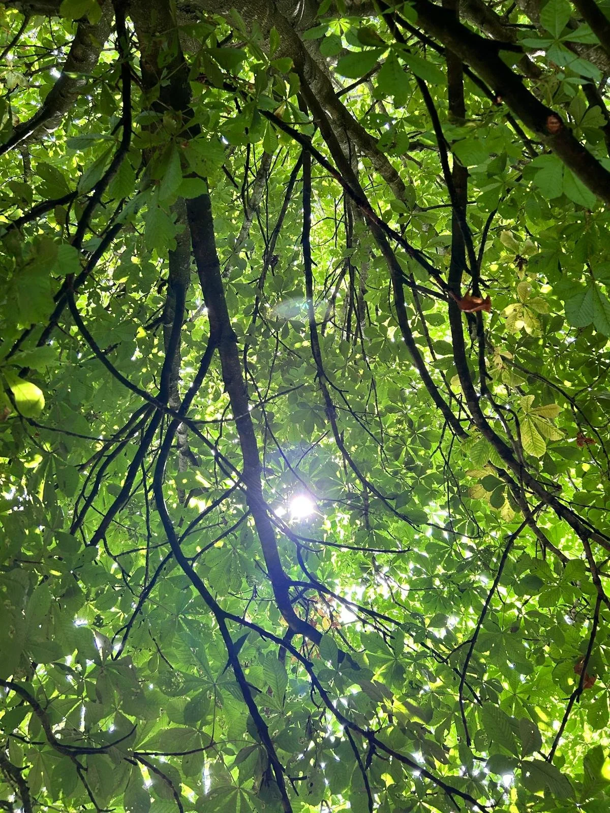 Looking up at the dense canopy of a forest with sunlight filtering through the green leaves and dark branches.
