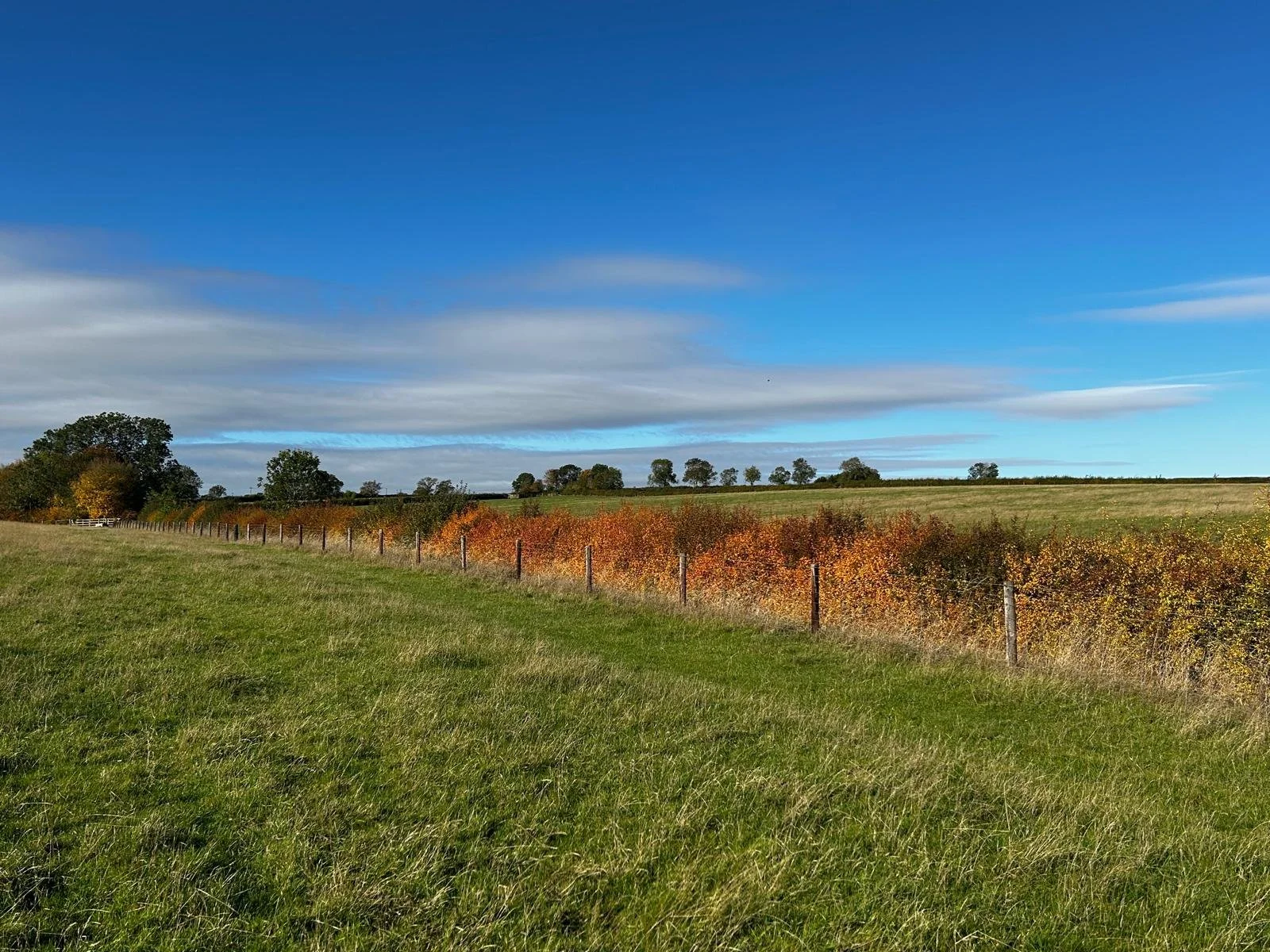 Open countryside with grassy field, a fence, colorful autumn shrubs, scattered trees, and a blue sky with clouds.