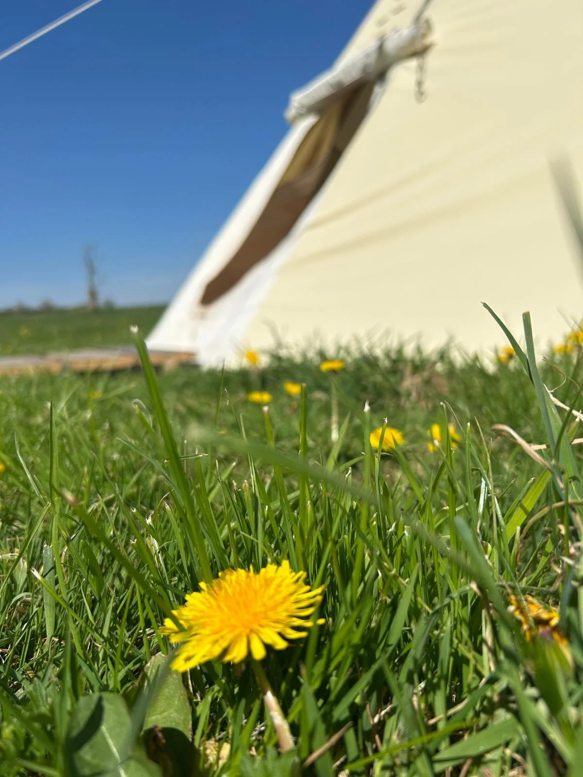 Close-up of a yellow dandelion flower in green grass with a blurry white tent and blue sky in the background.