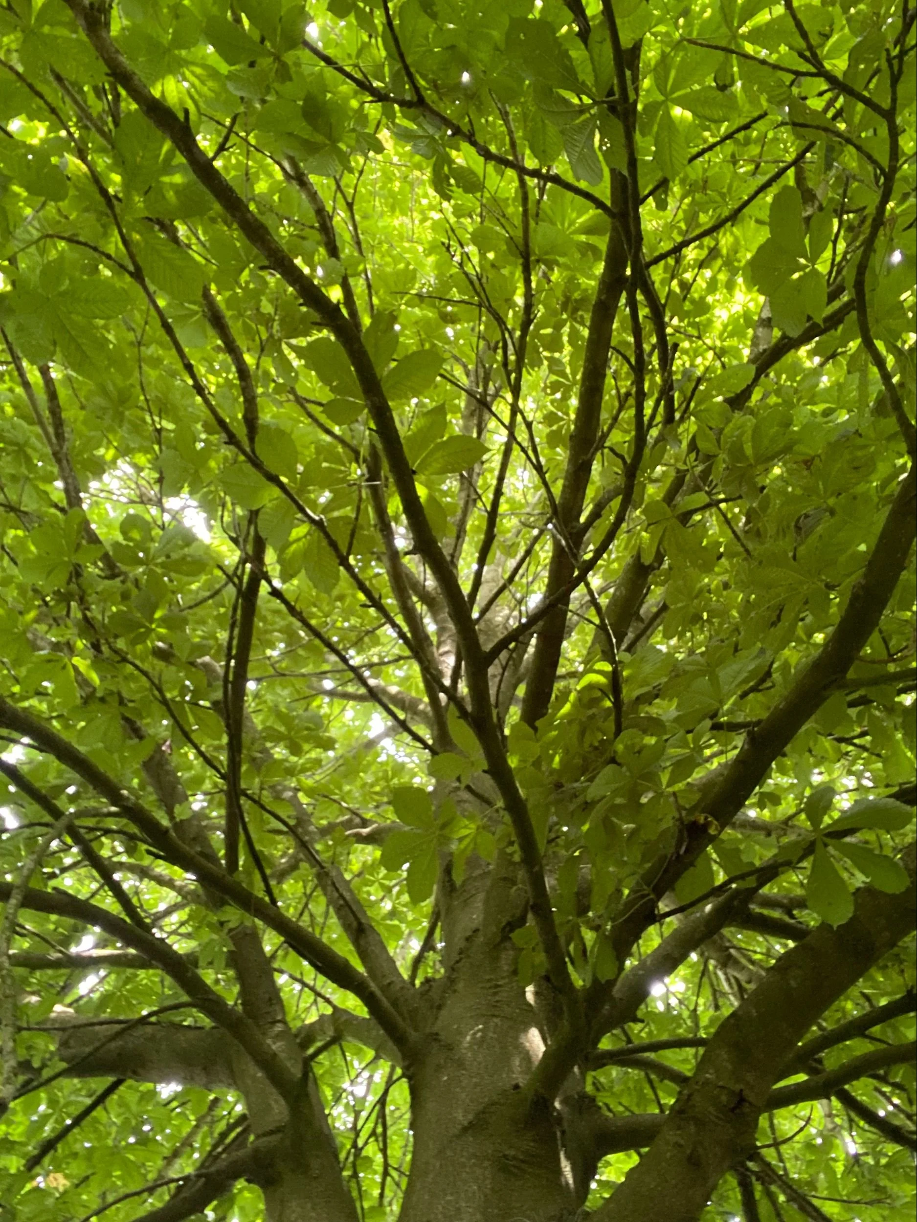 Tree of support 