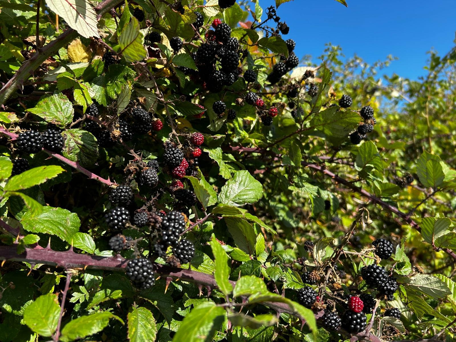 Blackberries ripening on the vine against a clear blue sky.