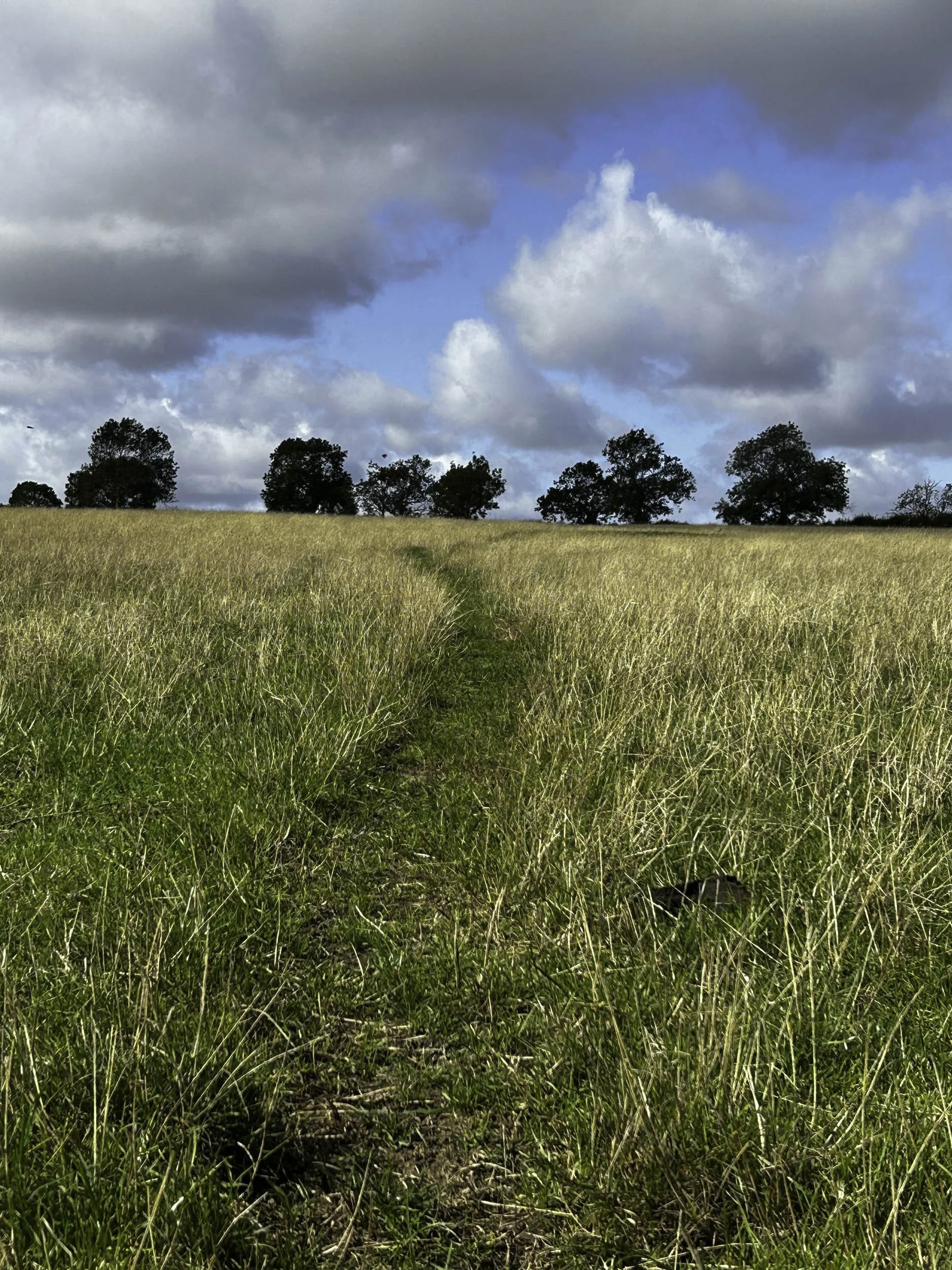 A grassy field with a narrow dirt path leading to a row of trees under a partly cloudy sky.